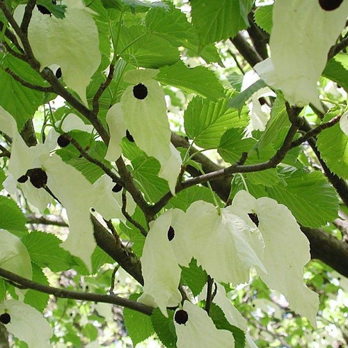 Dawidia chińska Davidia var. Vilmorina - drzewo chusteczkowe c5 120-150cm