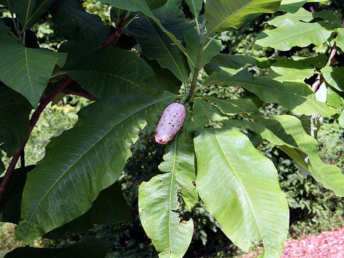 Magnolia parasolowata (Magnolia tripetala) sadzonka 6