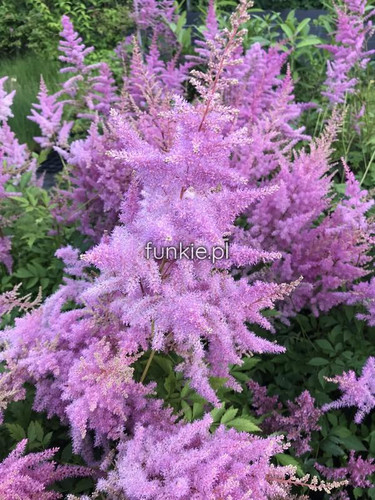 Tawułka japońska (Astilbe japonica) Amethyst c2 3