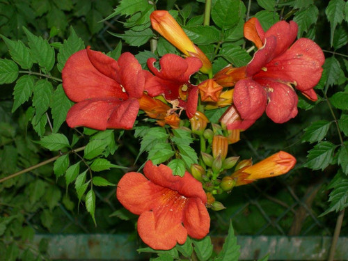 Milin amerykański (Campsis) Florida - roślina pnąca 80-100cm 3