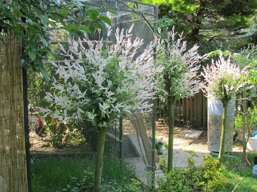Wierzba (Salix integra) Hakuro Nishiki na pniu 100cm 1