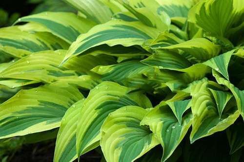 Funkia (Hosta) Lakeside Dragonfly sadzonka 1