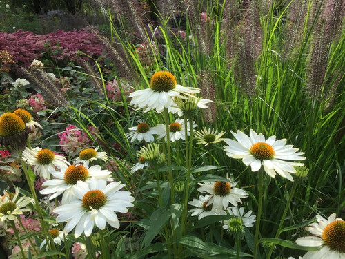 Jeżówka purpurowa (Echinacea) Innocent Meadow Mama sadzonka 3