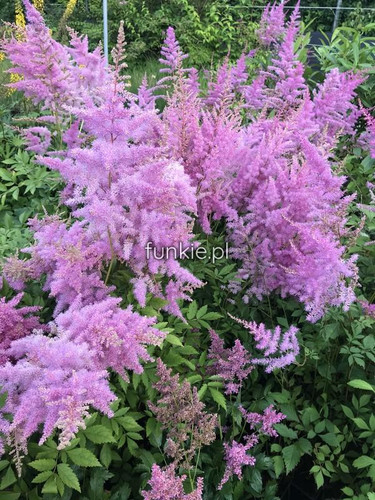 Tawułka japońska (Astilbe japonica) Amethyst c2 4