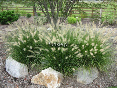 Trawa rozplenica japońska (Pennisetum) piórkówka Hameln c2 3
