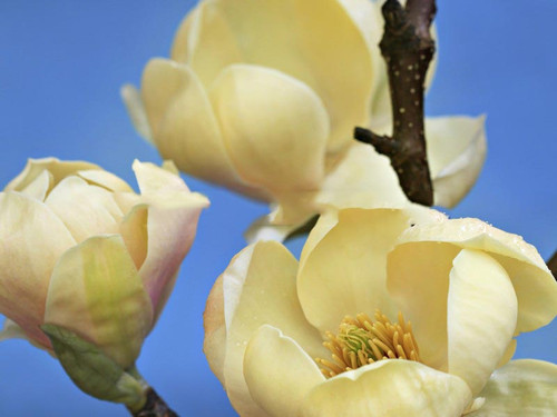 Magnolia Honey Tulip c5 35-55cm 1