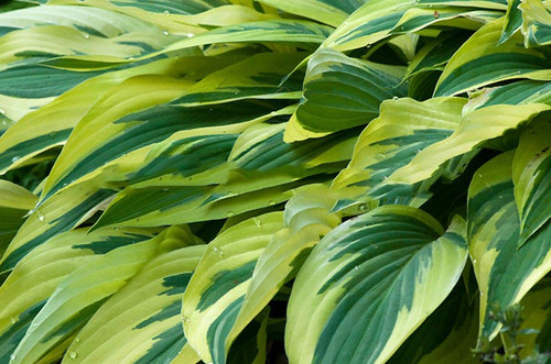 Funkia (Hosta) Lakeside Dragonfly sadzonka 2