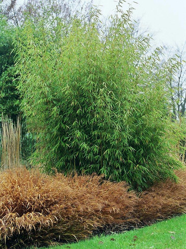 Bambus krzewiasty (Fargesia murielae) c1 15-25cm 3