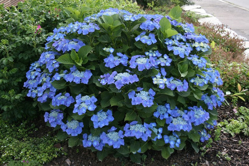 Hortensja ogrodowa (Hydrangea) Blue Sky chabrowa c3 40-60cm 1