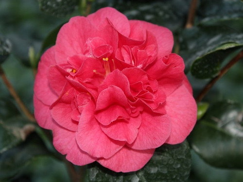  Kamelia japońska (Camellia japonica) Lady Campbell c2 90-100cm 4