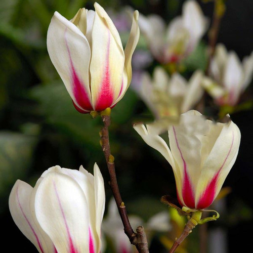 Magnolia pośrednia (Magnolia soulangeana) Sunrise c5 20-40cm 2