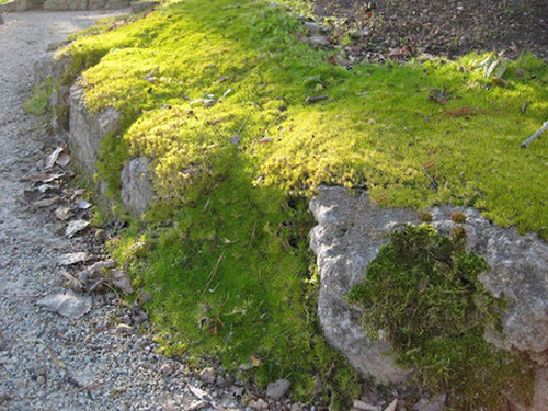 Karmnik ościsty (Sagina subulata) Lime Moss sadzonka 2