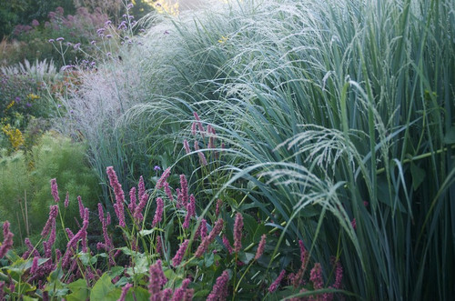 Proso rózgowate (Panicum virgatum) Northwind sadzonka 3