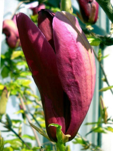 Magnolia purpurowa Nigra c2 70-90cm 8