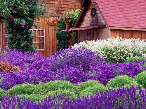 Lawenda wąskolistna (Lavendula angustifolia) Dark Hidcote Blue sadzonka 5