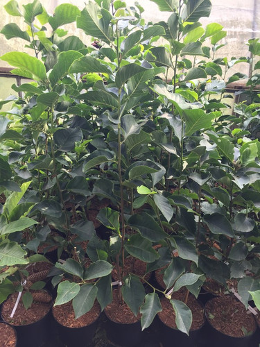 Magnolia Genie - powtarza kwitnienie c4 70-100 cm 7