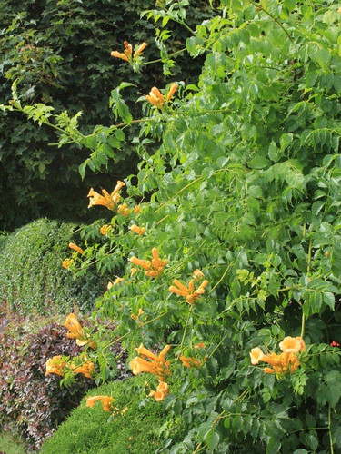 Milin amerykański (Campsis) Judy - roślina pnąca 100-120cm 4