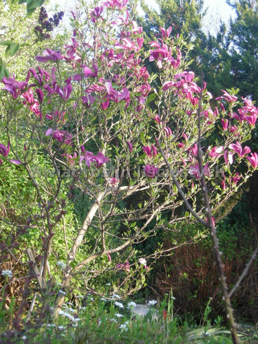 Magnolia Susan - kwitnie dwa razy w roku c5 110cm 3