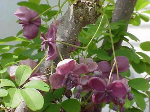 Akebia pięciolistkowa (Akebia quinata) c2 80-100cm 3