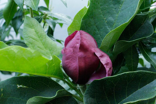 Magnolia Genie - powtarza kwitnienie c5 100-130 cm 6