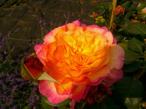 Róża herbaciana wielokwiatowa Gorgeous c4 60-70cm 4