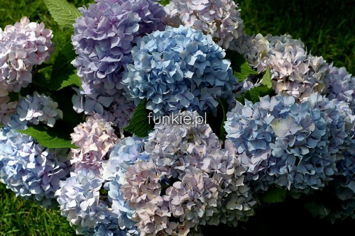 Hortensja ogrodowa (Hydrangea) Endless Summer (Hydrangea) c3 30-40cm 7