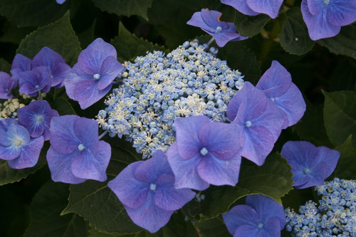 Hortensja ogrodowa (Hydrangea) Blaumeise sadzonka 20-35cm 6
