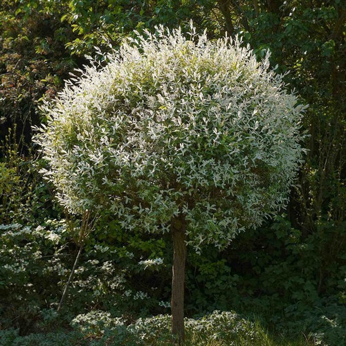 Wierzba (Salix integra) Hakuro Nishiki na pniu 100cm