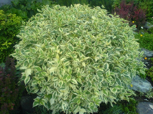 Dereń biały (Cornus alba) Elegantissima c2 80-100cm 1