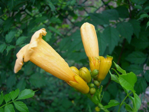 Milin amerykański (Campsis) Flava - roślina pnąca 80-100cm 3