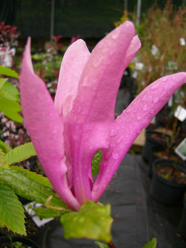 Magnolia Susan - kwitnie dwa razy w roku c1 100-120cm 2