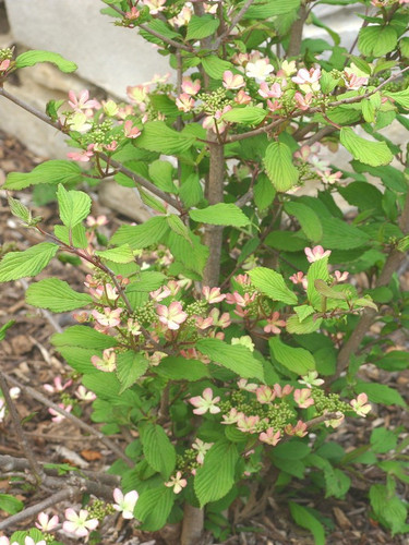 Kalina japońska (Viburnum plicatum) Molly Schroeder c5 35-50cm  2