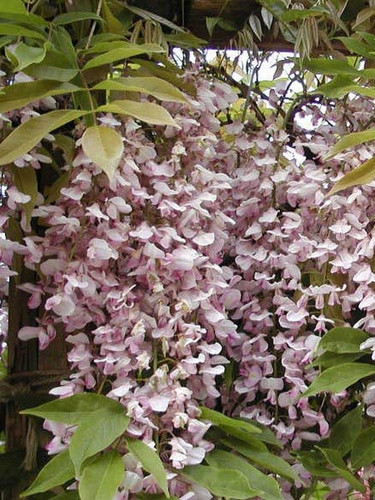 Glicynia kwiecista (Wisteria floribunda) Honbeni c2 100-120cm 5