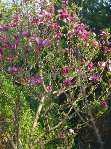 Magnolia Susan - kwitnie dwa razy w roku c5 110cm 2