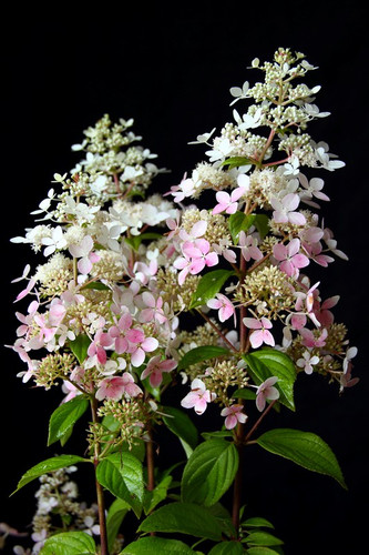 Hortensja bukietowa (Hydrangea) Confetti c3 30-50cm 2