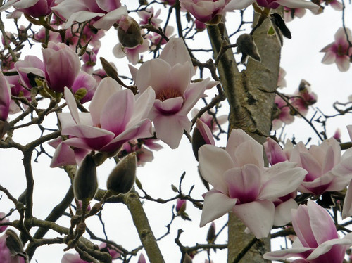 Magnolia Athene c3 45-70cm 4