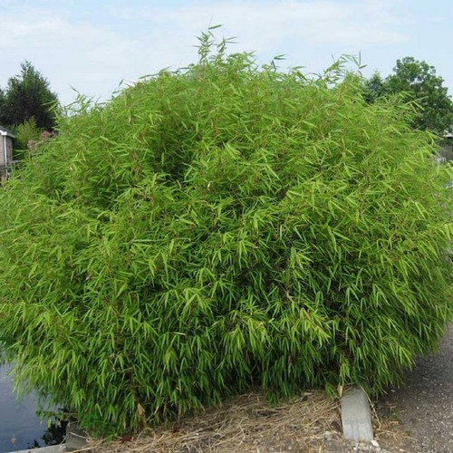 Bambus krzewiasty (Fargesia murielae) sadzonka