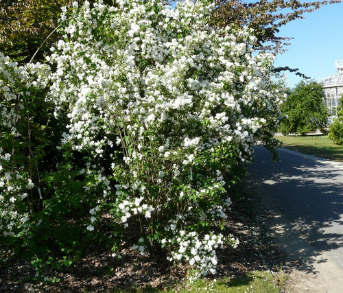 Jaśminowiec (Philadelphus) Bouquet Blanc c2 50-70cm 2