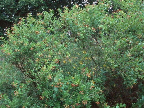 Guzikowiec (Cephalanthus occidentalis) sadzonka 20-30cm 4