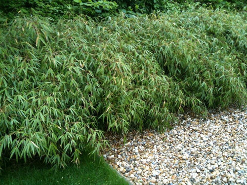 Bambus krzewiasty (Fargesia murielae) c1 15-25cm 2