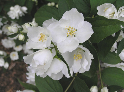 Jaśminowiec (Philadelphus) Bouquet Blanc c2 50-70cm 5