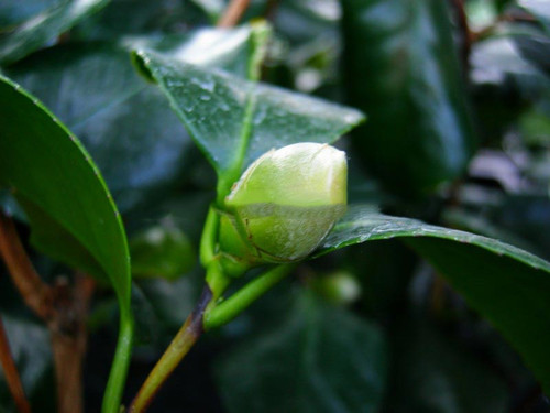 Kamelia japońska (Camellia japonica) Nobilissima sadzonka 3