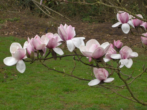Magnolia Atlas c3 90-120cm 3