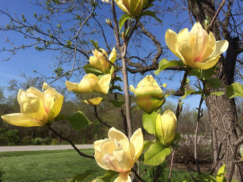 Magnolia Sunsation c5 90-120cm 3