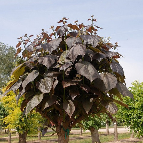 Katalpa, surmia (Catalpa x erubescens) Purpurea c7 w formie drzewa 90-130cm