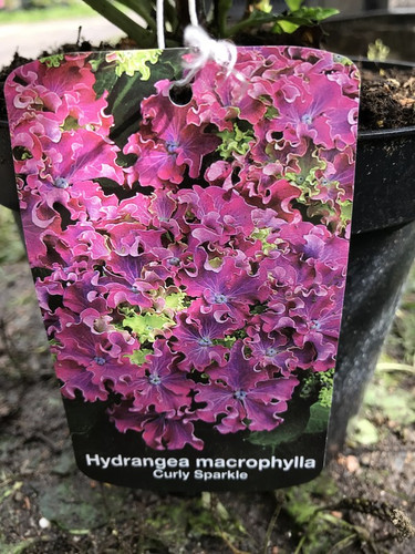Hortensja ogrodowa (Hydrangea) Curly Sparkle c3 25-35cm 5