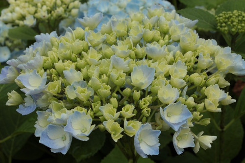 Hortensja ogrodowa (Hydrangea) Homigo c3 40-60cm 1