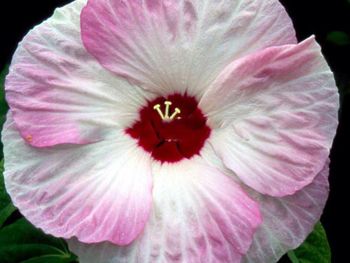 Hibiskus bylinowy (Hibiscus moscheutos) Nippon Blush sadzonka 1