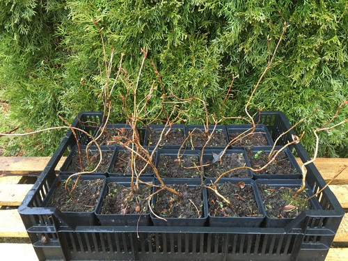 Azalia omszona (Azalea mollis) mix kolorów c1 15-25cm 8