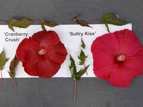 Hibiskus bylinowy (Hibiscus) Sultry Kiss sadzonka 3